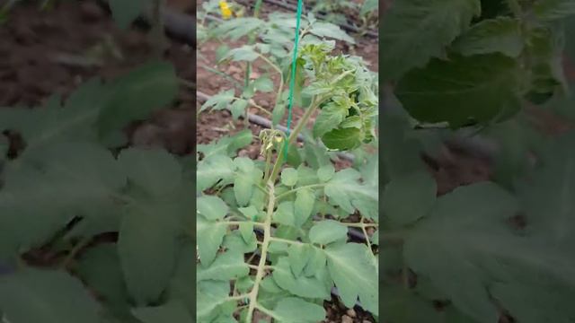 Томат Альзет F1 от компании Ривер Сидс. смотреть онлайн