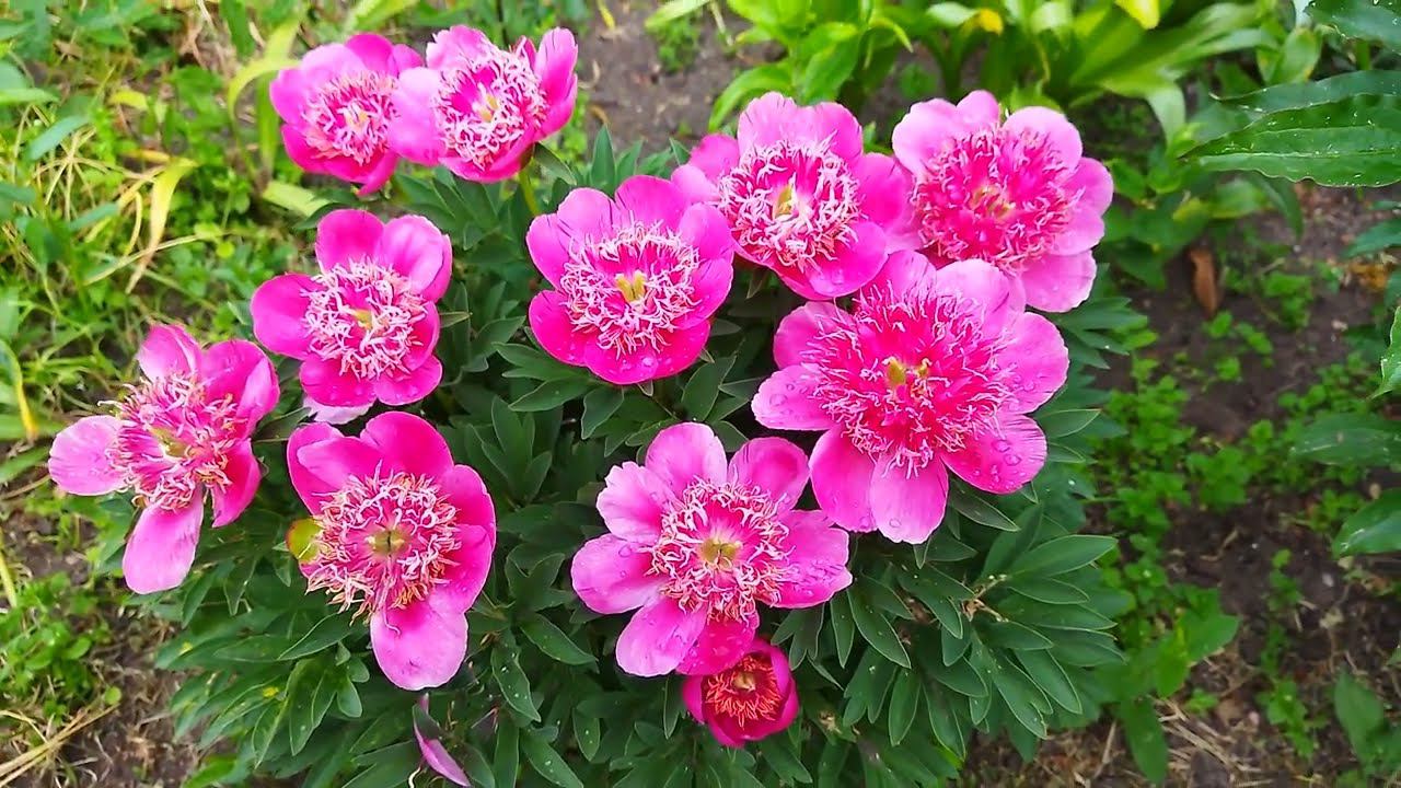 Ранний пион Анемонефлора отзыв, цветение 11 июня 2022