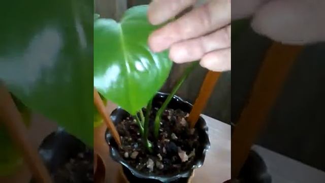 После пересадки: филодендрон Атом, Гитаролистный, Монстера, и Кливия заодно )) смотреть онлайн