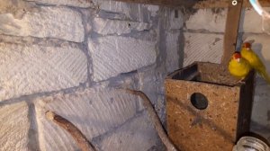 какарики.секреты разведения