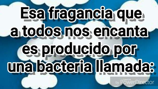 ¿Que es el Petricor? 💧 #AprendiendoMeteorología смотреть онлайн