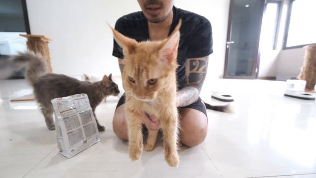 Kucing Mencret dan Tidak Mau Makan Royal Canin Gastrointestinal смотреть онлайн