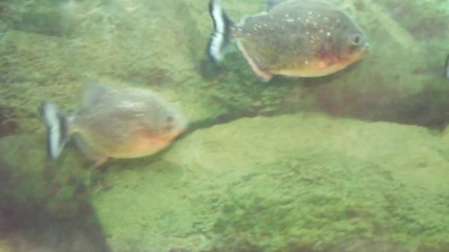 Пиранья Наттерера - Serrasalmus nattereri смотреть онлайн