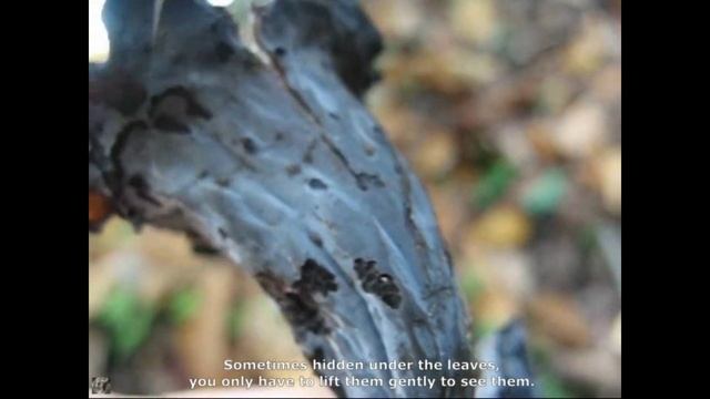 Craterellus cornucopioides. Champimaginatis. English Text. смотреть онлайн
