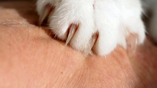 Can Cats Have Temper Tantrums? смотреть онлайн