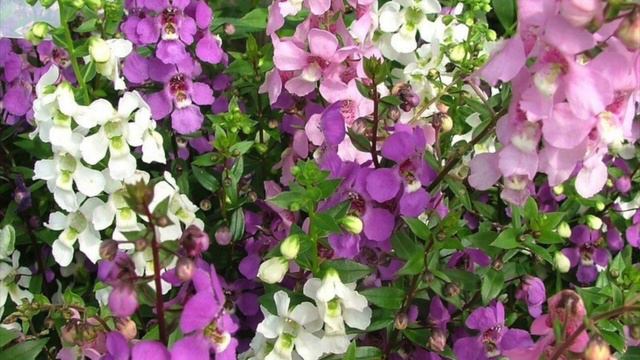 ANGELONIA смотреть онлайн