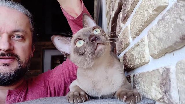 #БУРМАДОННА / Бурма / Кошка / Шампань / Burmese смотреть онлайн