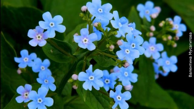 ❀ Лучшие растения для цветника на кислой почве смотреть онлайн