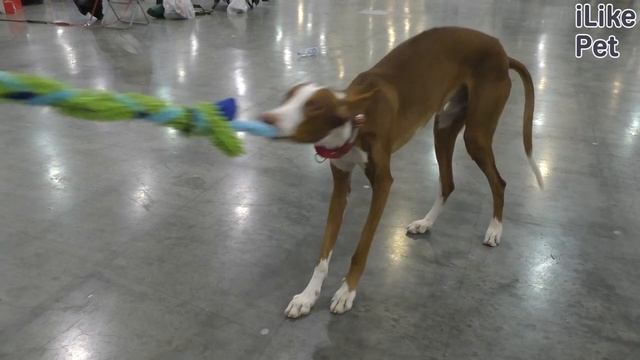 Из-за чего собака может набирать вес? смотреть онлайн