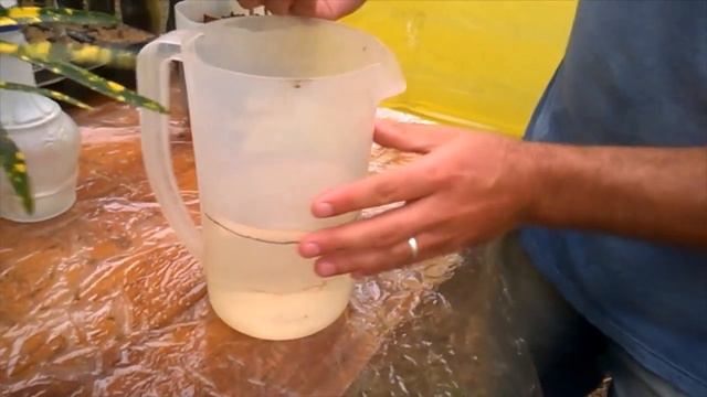 Aprendendo  Como  Propagar  Cróton Por  Estaquias