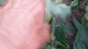 Розовый томат Джина.