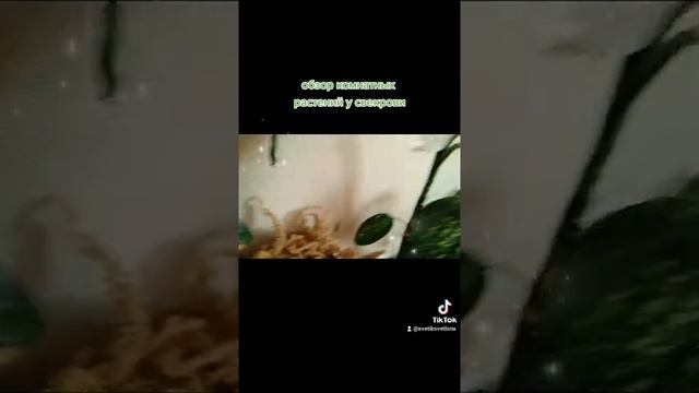 Обзор комнатных растений у свекрови. смотреть онлайн