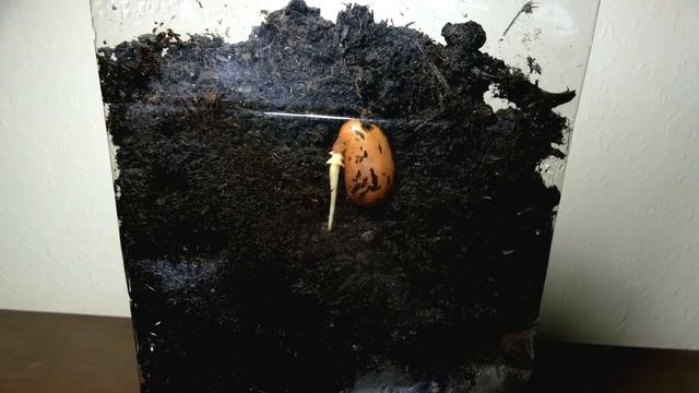 Для семян тугодумов -стратификация семян это не сложно. Анемона: подготовка семян к посеву. смотреть онлайн