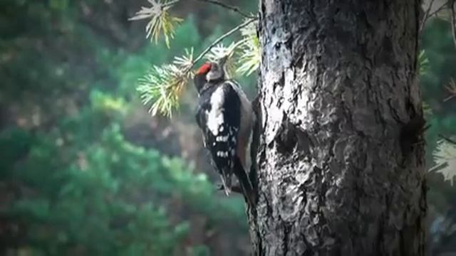 Ну и длинный же язык у этого дятла! смотреть онлайн