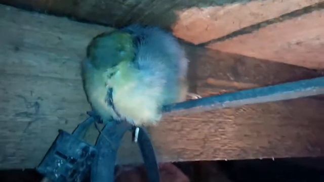 В мороз даже людей не боится смотреть онлайн