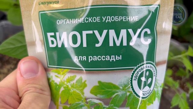 Вся Рассада Станет Коренастой Вношу Это Под Рассаду! Это Обожает Томаты, Перец, Баклажаны! смотреть онлайн