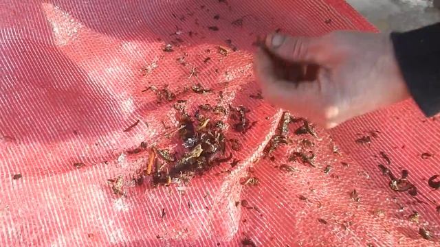 Рыбалка в Приморье. Первый лёд. Река Журавлёвка. 28.11 - 07.12.2017 г. смотреть онлайн