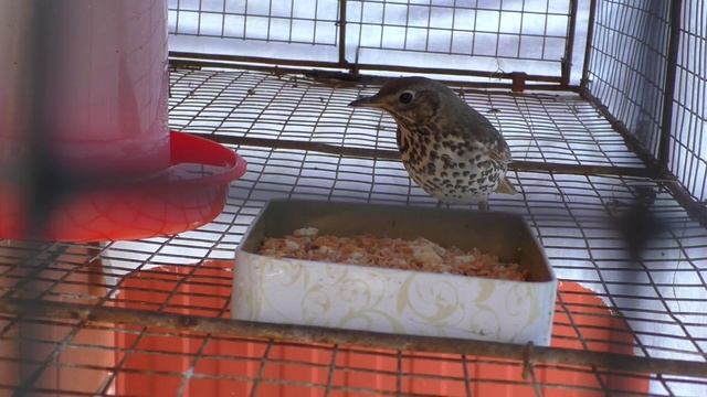 певчий дрозд.самец или самка? смотреть онлайн