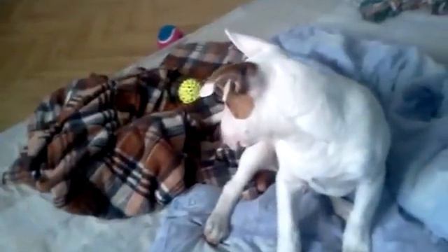 Чудеса реакции,, булик! смотреть онлайн