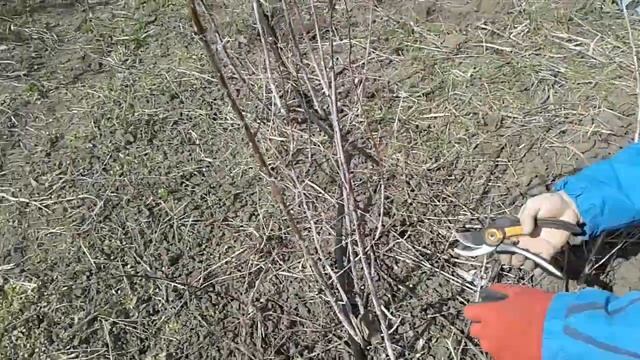 Обрезка летней малины Черный Кумберленд смотреть онлайн