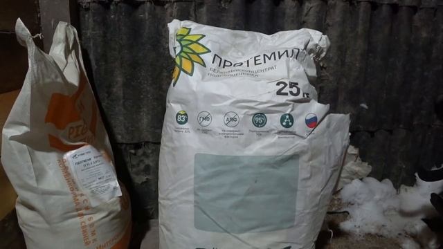 Как нужно кормить свиноматок