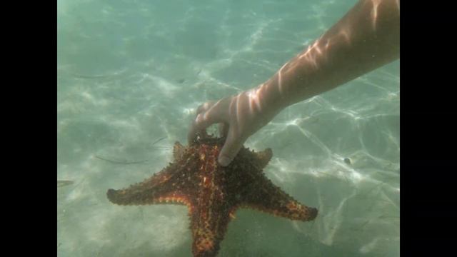 2012 Grand Cayman Calypso 1080p смотреть онлайн