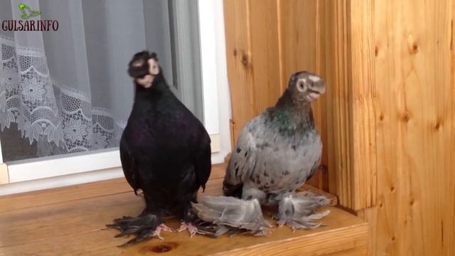 КОРОТКОКЛЮВЫЕ ДВУХЧУБЫЕ ГОЛУБИ / Pigeons / Taube / doves / dove смотреть онлайн