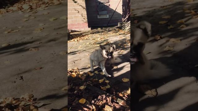 Райский уголок для Люси ?? смотреть онлайн