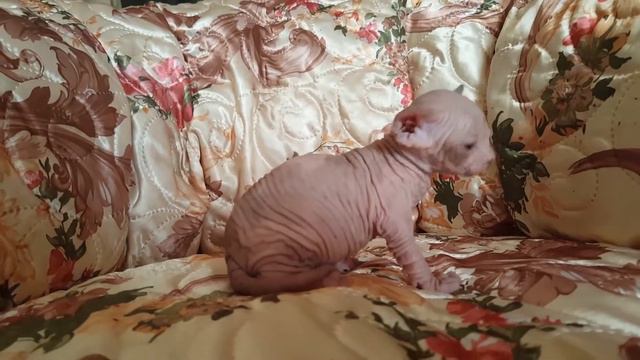 Sphynx boy, age 1 months old смотреть онлайн