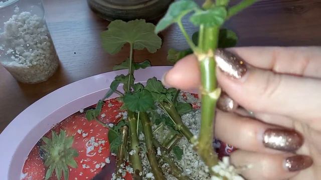 🌺ГЕРАНЬ пустила корни, пора пересаживать! #герань #черенкуемгерань #размножениегерани #рекомендации смотреть онлайн