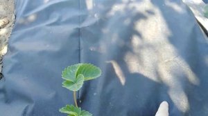 Сажаем клубнику под плёнку осенью