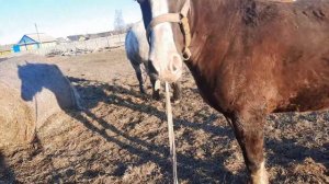 #ЖЕРЕБЕЦ КРОЕТ МОЛОДУЮ  КОБЫЛИЦУ СВАДЬБА 2 ДЕНЬ#