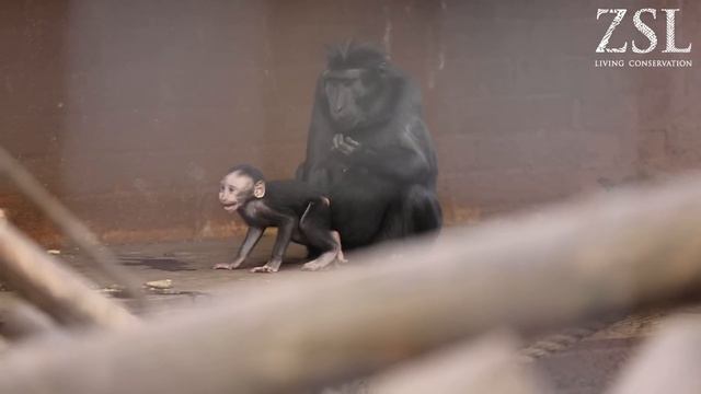 Adorable baby macaque born at ZSL London Zoo смотреть онлайн