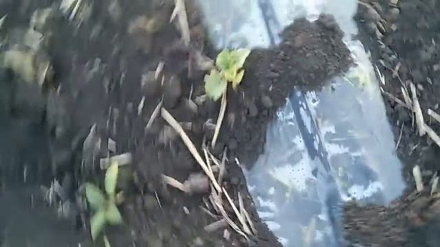 Обзор пшеницы после подкормки. Выращивание арбузов и овощей на поле. смотреть онлайн
