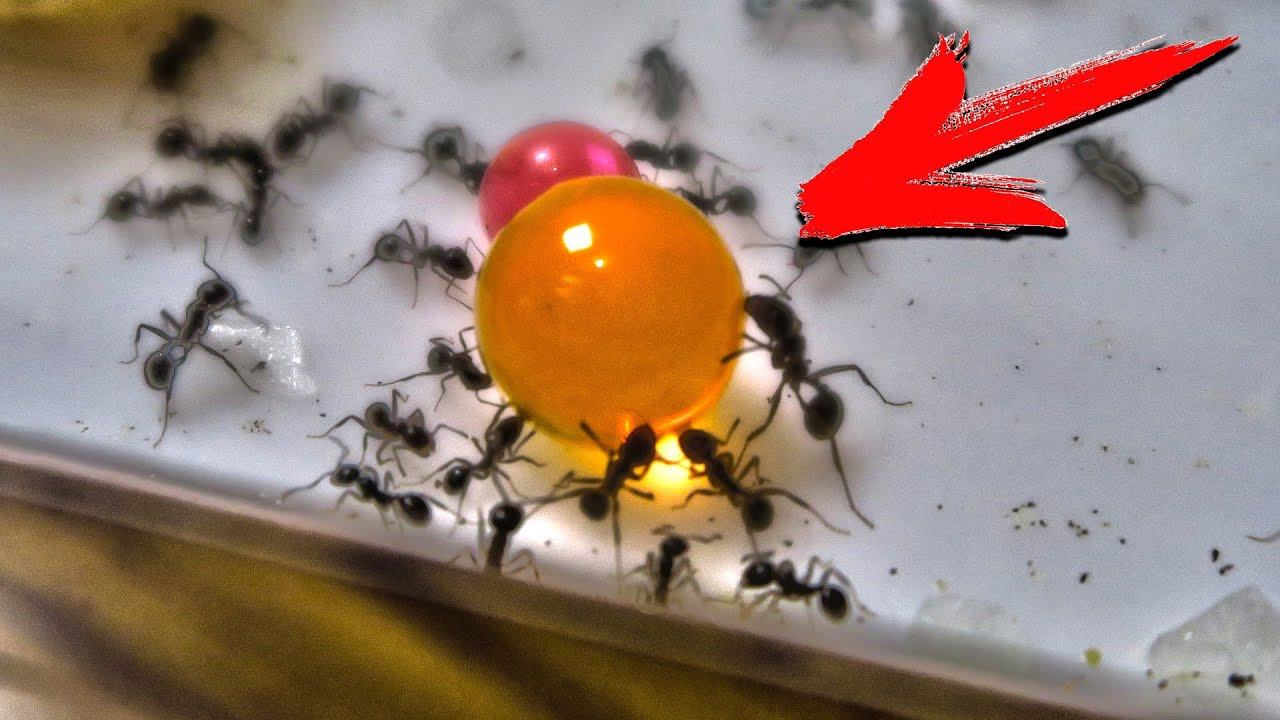 МУРАВЬИ ПРОБУЮТ ОРБИЗ! Открываем новые проходы МОЯ МУРАВЬИНАЯ ФЕРМА