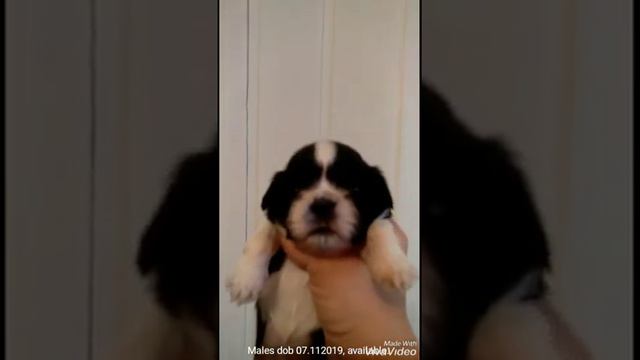 Видео щенка ши тцу 1 месяц смотреть онлайн