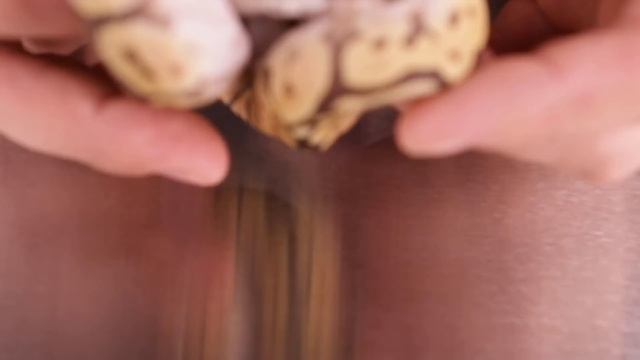 Where did the Spider Ball Python come from? смотреть онлайн