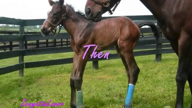 Champion Racehorses Then And Now смотреть онлайн
