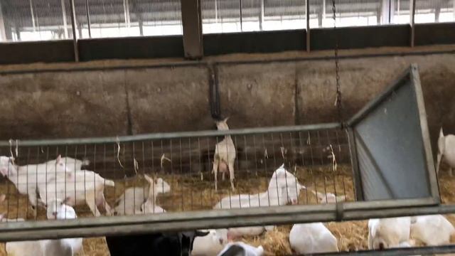 Кормушки для грубых кормов в козлятниках смотреть онлайн