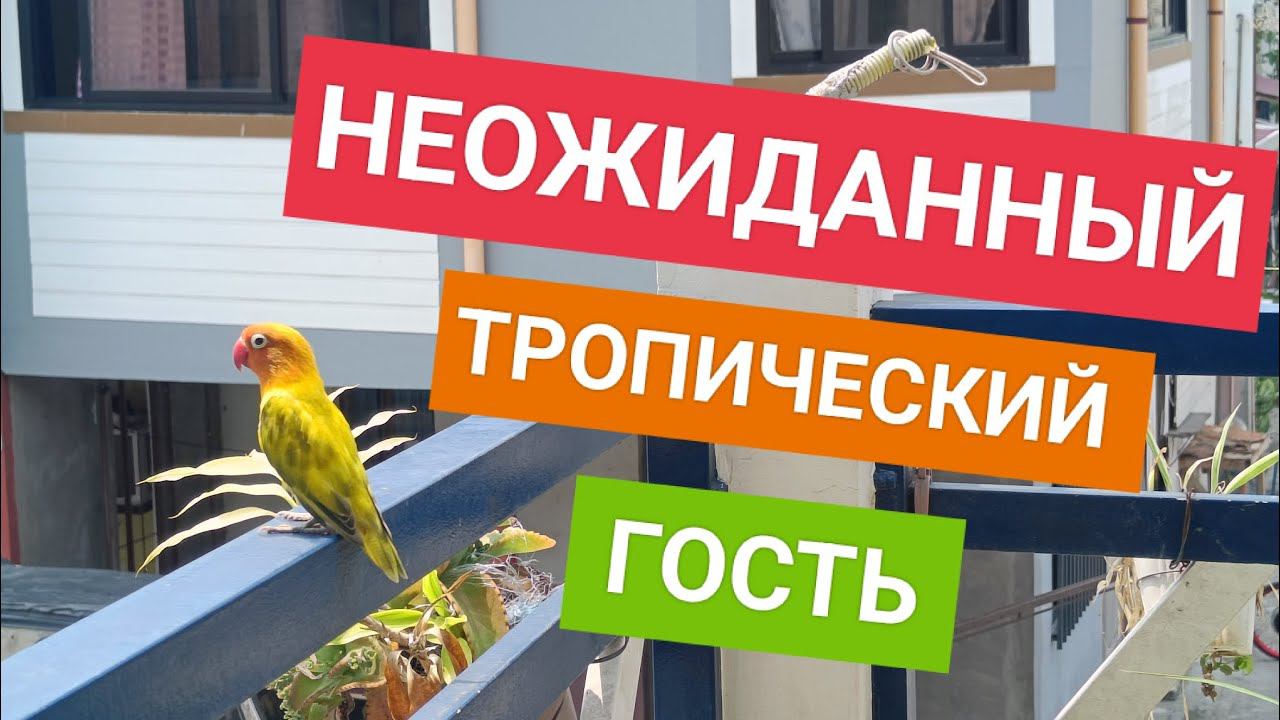 Экзотические животные на Филиппинах приходят к нам домой | Тропическая страна в Азии смотреть онлайн