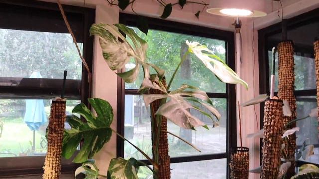 Plant Collection Updates | New Propagations, New Plants + more! смотреть онлайн