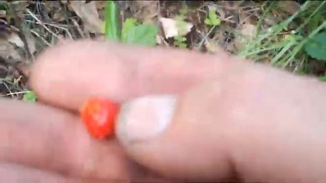 сбор бересты смотреть онлайн