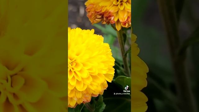 хризантема помпон цветение смотреть онлайн