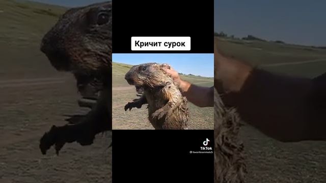 как кричит сурок #хашик #shorts #сурок #смешно #прикол #мем #комик смотреть онлайн