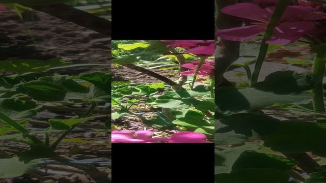 КОМНАТНЫЕ ЦВЕТЫ 12 ОКТЯБРЯ 2022 смотреть онлайн