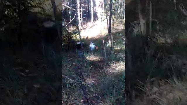 Джек рассел на прогулке в лесу смотреть онлайн