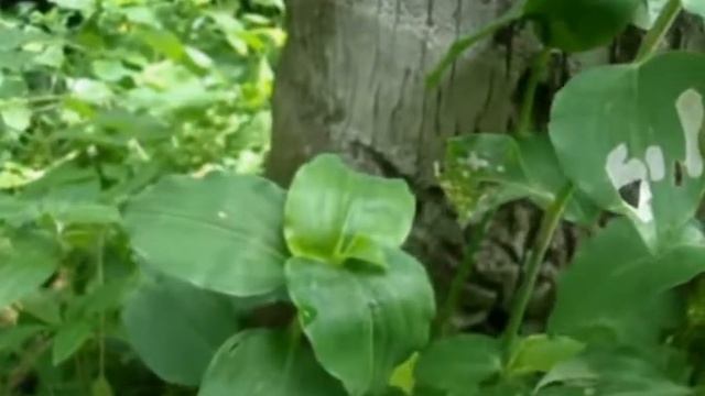 Commelina Benghalensis/Whiskered Commelina/Diya Meneriya/Heabal Plants Of Sri Lanka