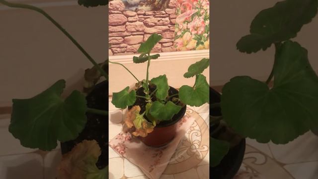 Адаптация герани. смотреть онлайн