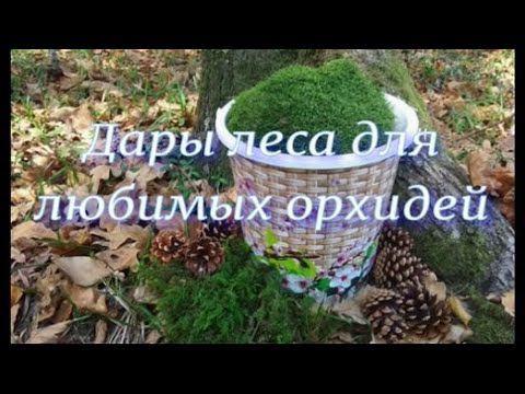 Поездка в лес за корой и мхом для орхидей