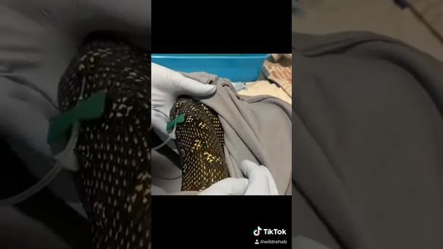 Diamond python in rehab after being attacked by dogs. This is her being prepped for pending surgery смотреть онлайн